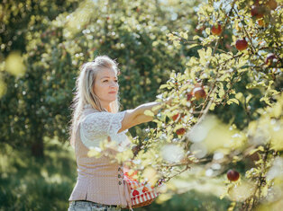 Frau beim Apfelpflücken